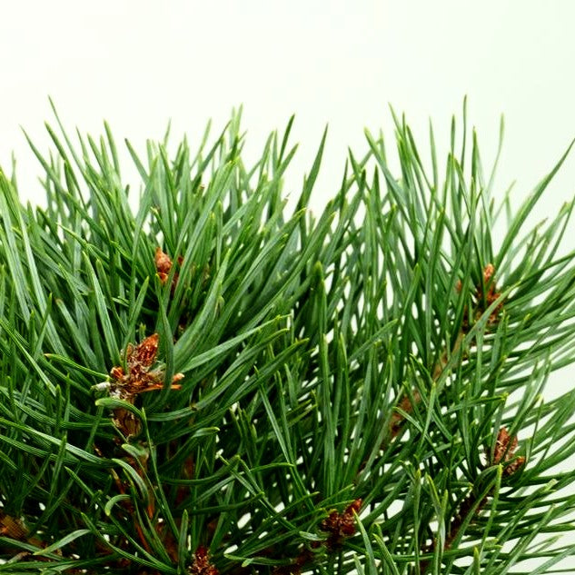 Zwerg-Föhre 'Beuvronensis' (Pinus sylvestris)