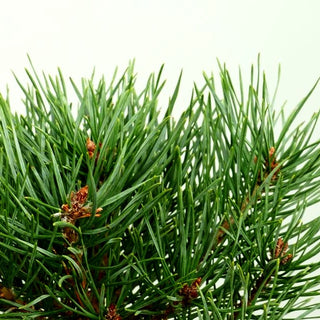 Zwerg-Föhre 'Beuvronensis' (Pinus sylvestris)
