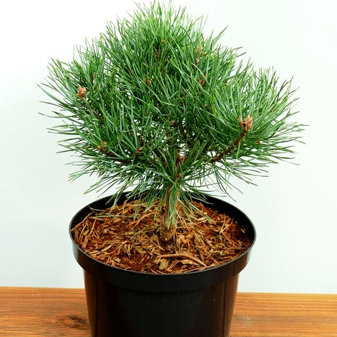 Zwerg-Föhre 'Beuvronensis' (Pinus sylvestris)