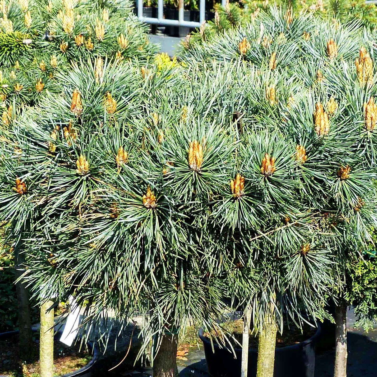 Zwerg-Föhre 'Doone Valley' (Pinus sylvestris)