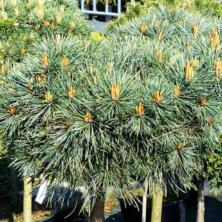 Zwerg-Föhre 'Doone Valley' (Pinus sylvestris)