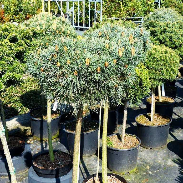 Zwerg-Föhre 'Doone Valley' (Pinus sylvestris)