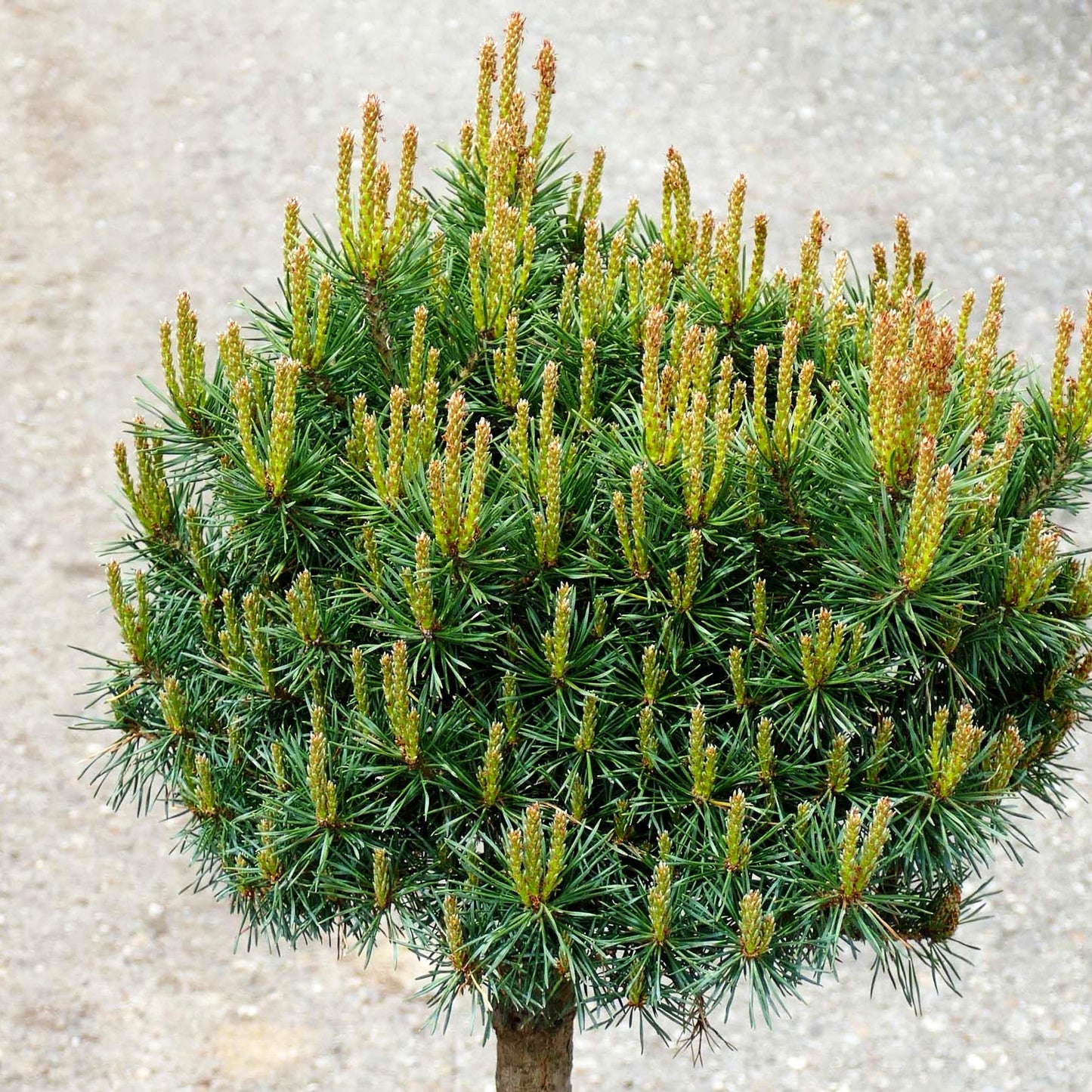 Zwerg-Föhre 'Martham' (Pinus sylvestris)