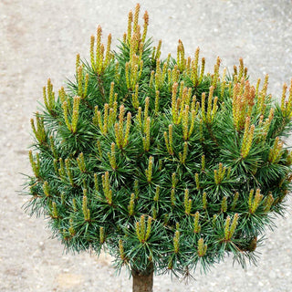 Zwerg-Föhre 'Martham' (Pinus sylvestris)