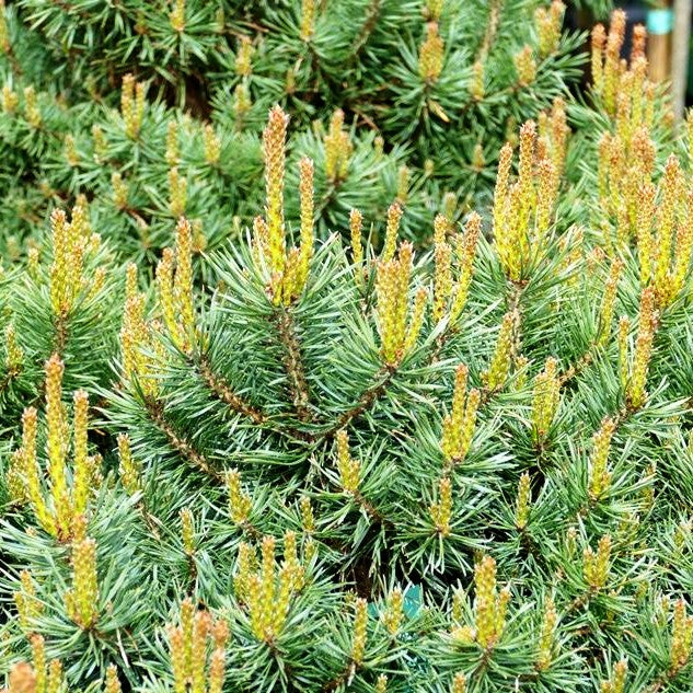 Zwerg-Föhre 'Martham' (Pinus sylvestris)