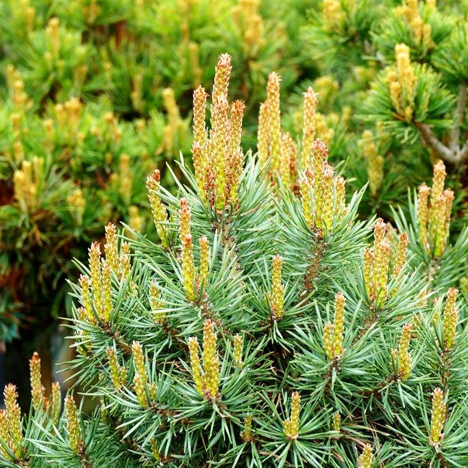 Zwerg-Föhre 'Martham' (Pinus sylvestris)