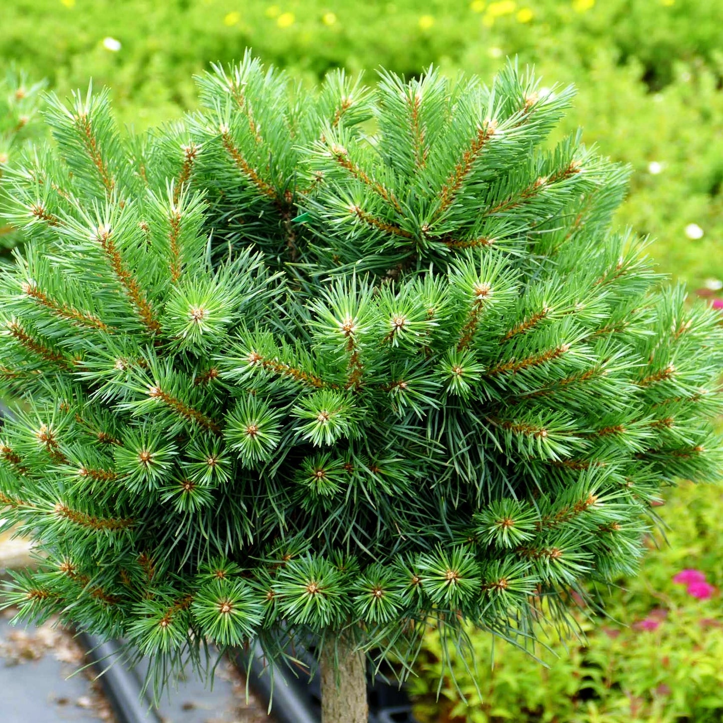 Zwerg-Föhre 'Martham' (Pinus sylvestris)