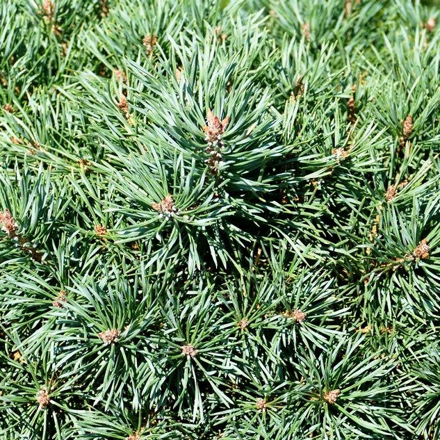 Zwerg-Föhre 'Martham' (Pinus sylvestris)