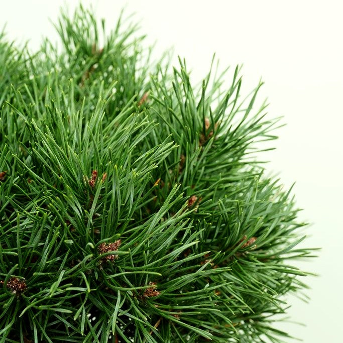 Zwerg-Föhre 'Martham' (Pinus sylvestris)