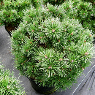 Zwerg-Föhre 'Sandringham' (Pinus sylvestris)