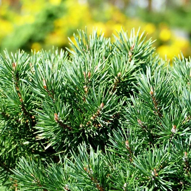 Zwerg-Föhre 'Sandringham' (Pinus sylvestris)