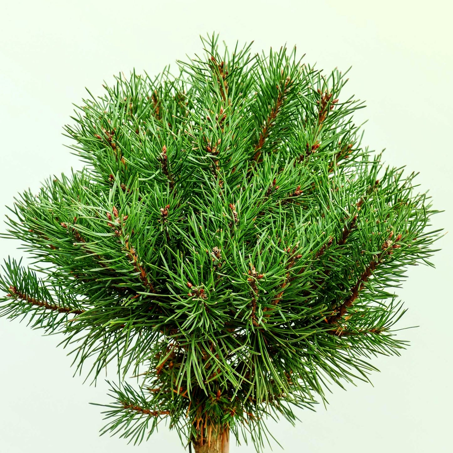 Zwerg-Föhre 'Sandringham' (Pinus sylvestris)