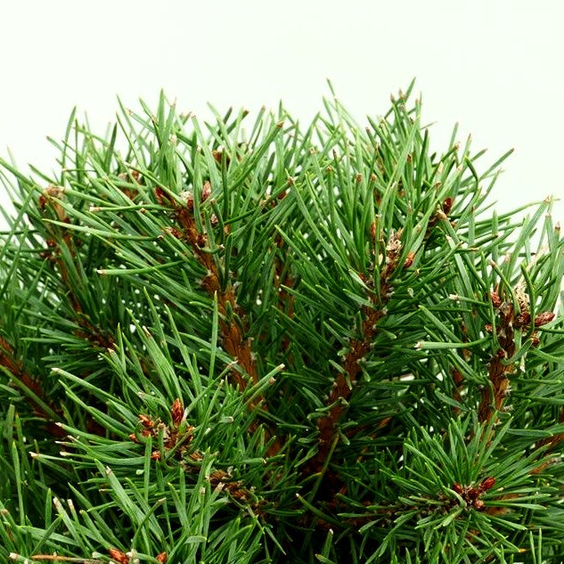 Zwerg-Föhre 'Sandringham' (Pinus sylvestris)
