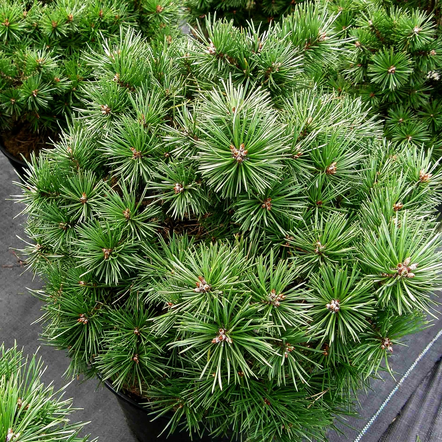 Zwerg-Föhre 'Sandringham' (Pinus sylvestris)