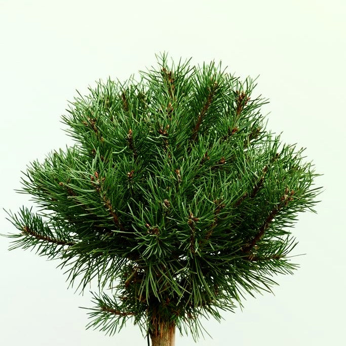 Zwerg-Föhre 'Sandringham' (Pinus sylvestris)
