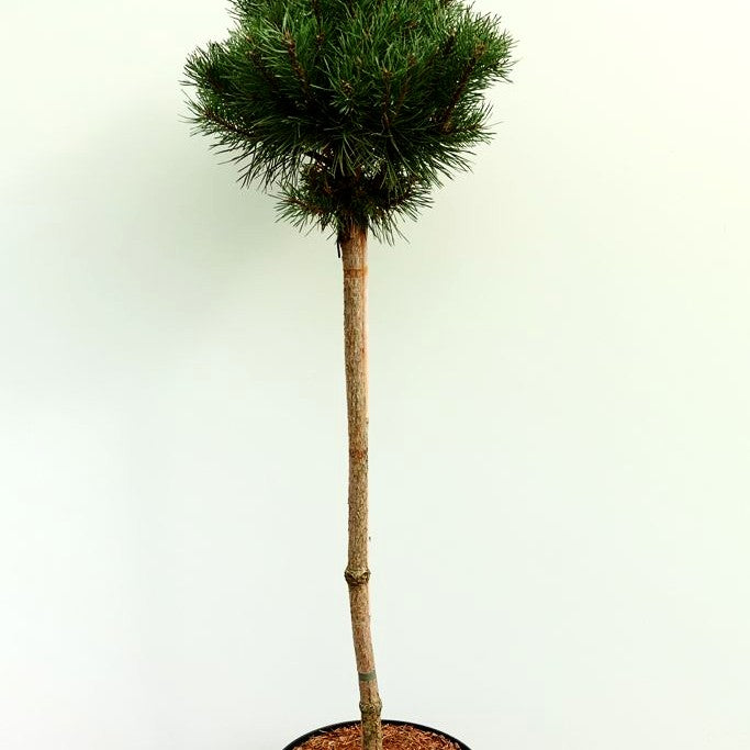 Zwerg-Föhre 'Sandringham' (Pinus sylvestris)