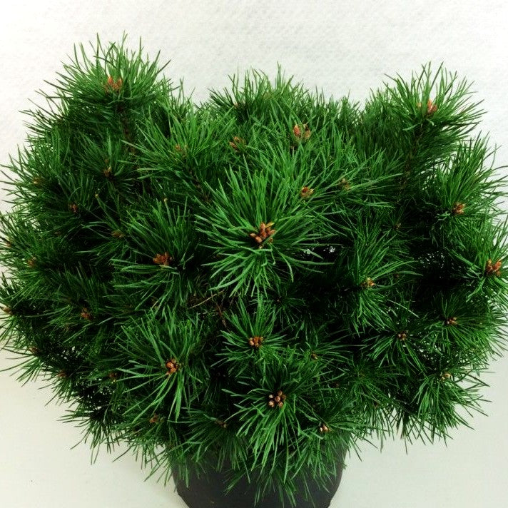 Zwerg-Föhre 'Sandringham' (Pinus sylvestris)