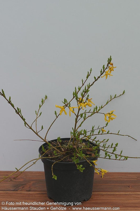 Zwerg-Forsythie 'Melee d'Or' (Forsythia x cult.)