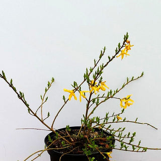 Zwerg-Forsythie 'Melee d'Or' (Forsythia x cult.)