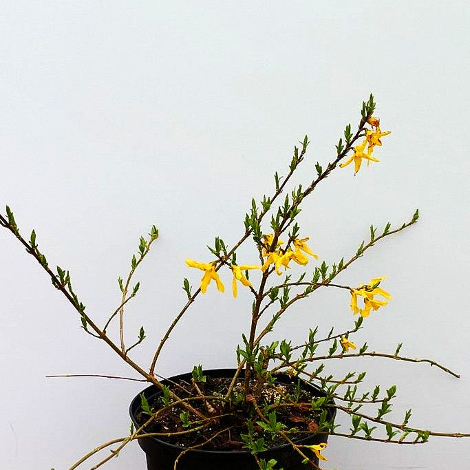 Zwerg-Forsythie 'Melee d'Or' (Forsythia x cult.)