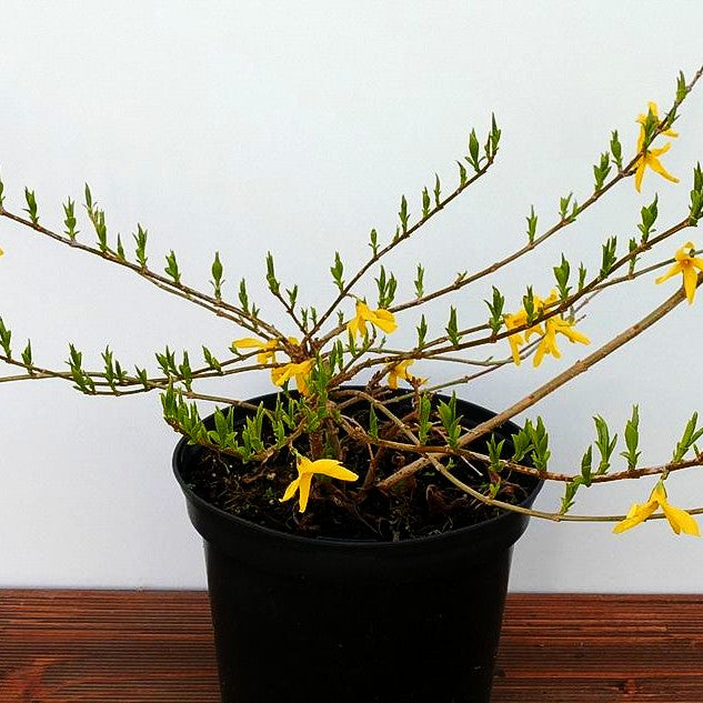 Zwerg-Forsythie 'Melee d'Or' (Forsythia x cult.)