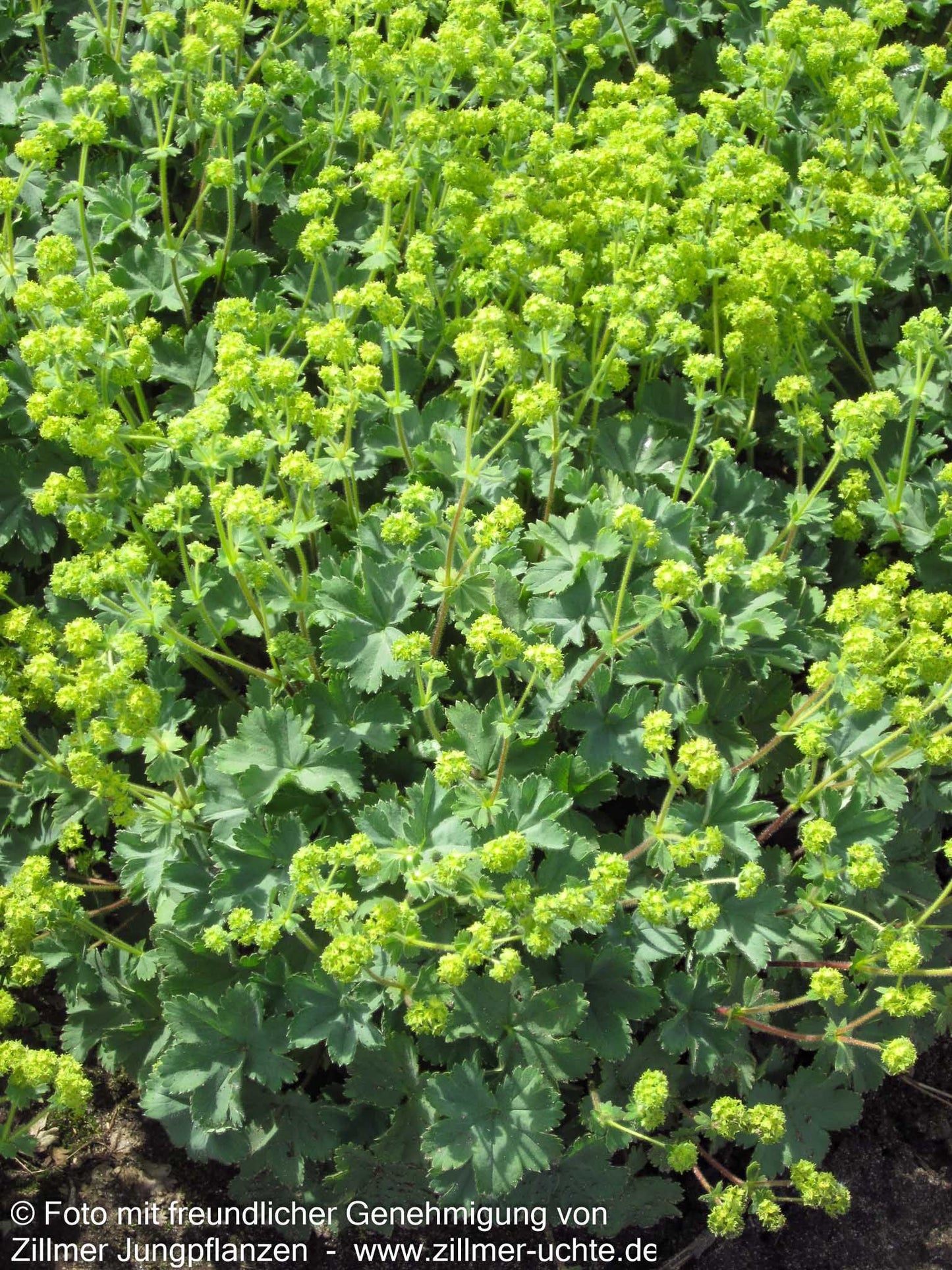 Zwerg-Frauenmantel (Alchemilla erythropoda)