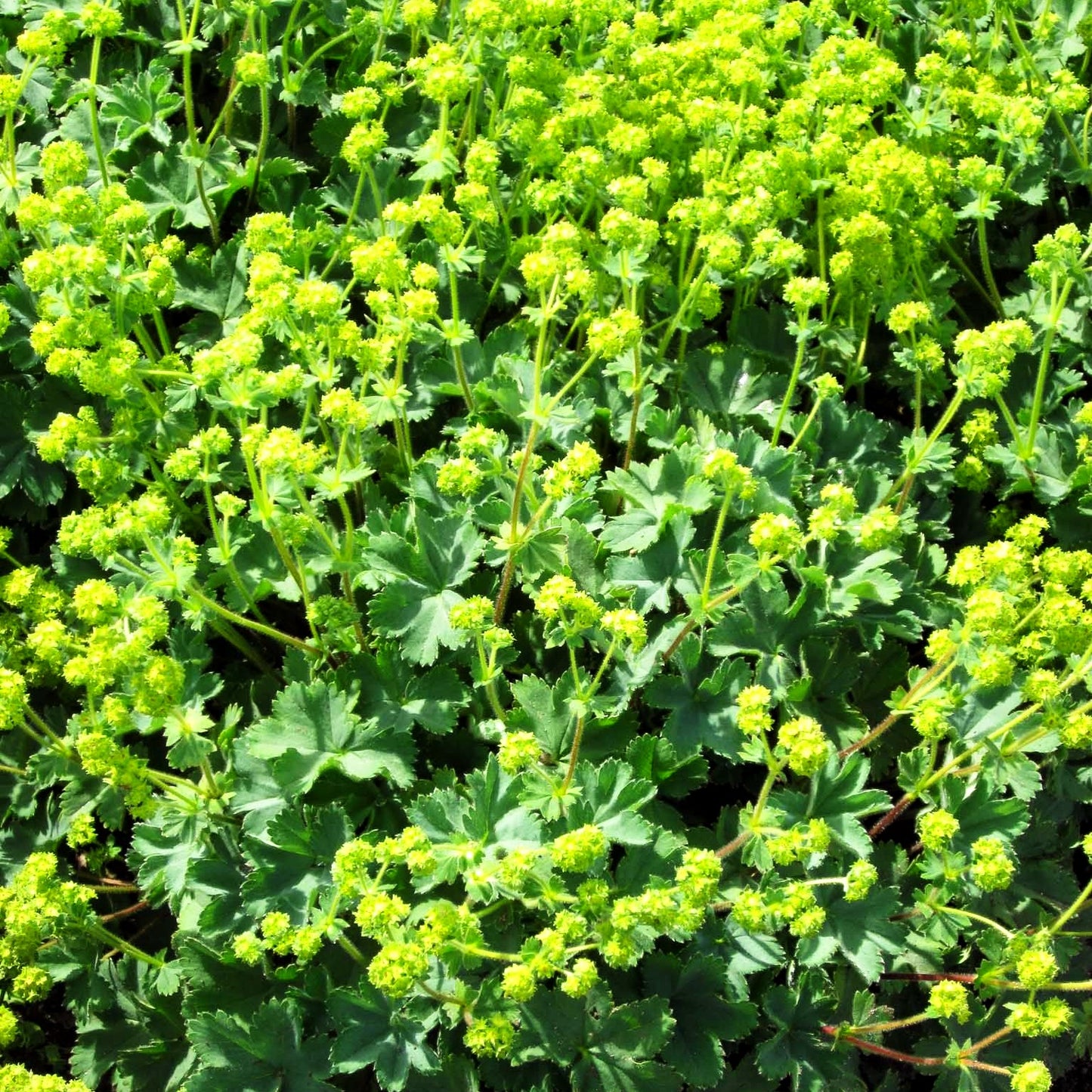 Zwerg-Frauenmantel (Alchemilla erythropoda)