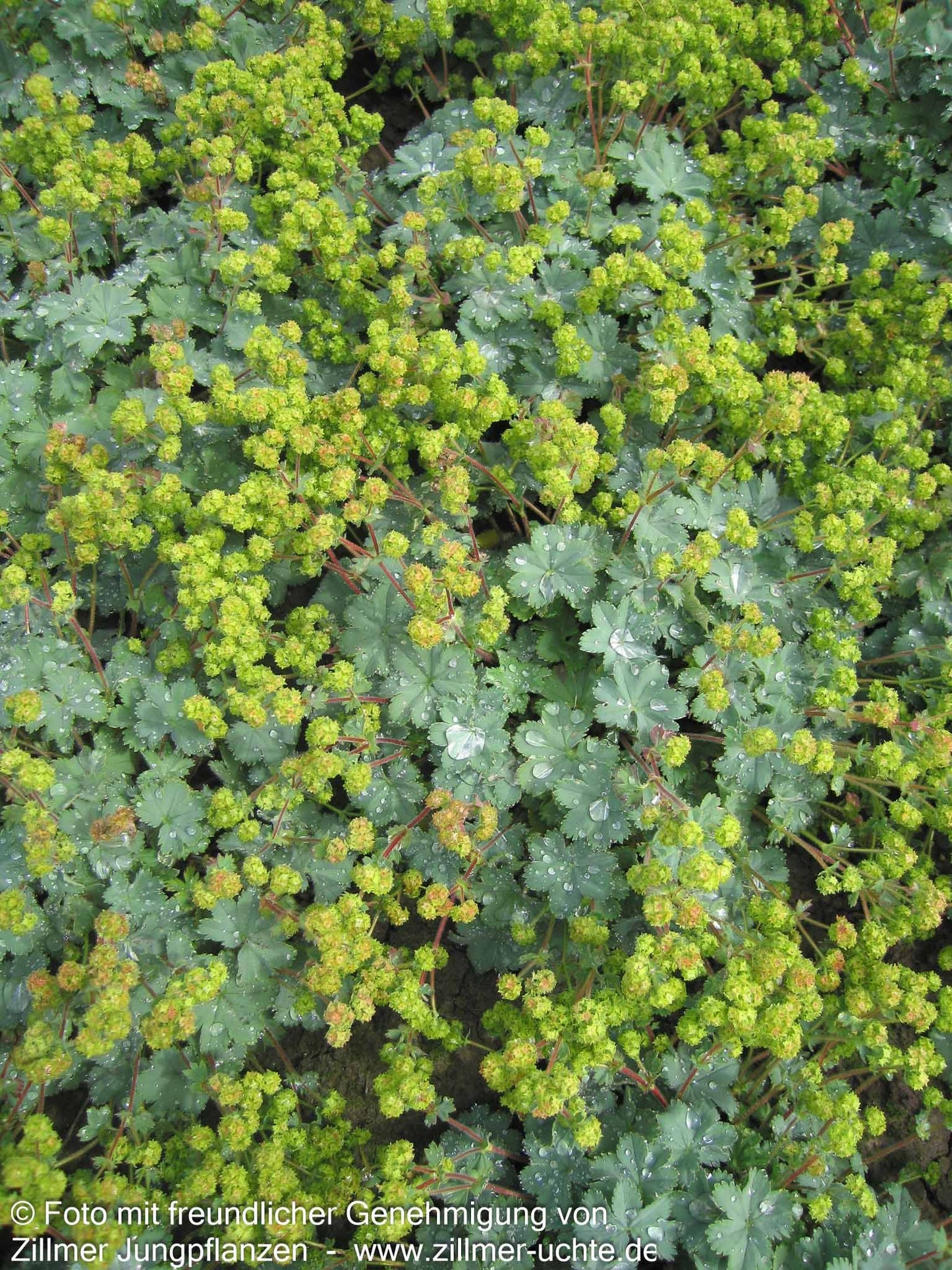 Zwerg-Frauenmantel (Alchemilla erythropoda)