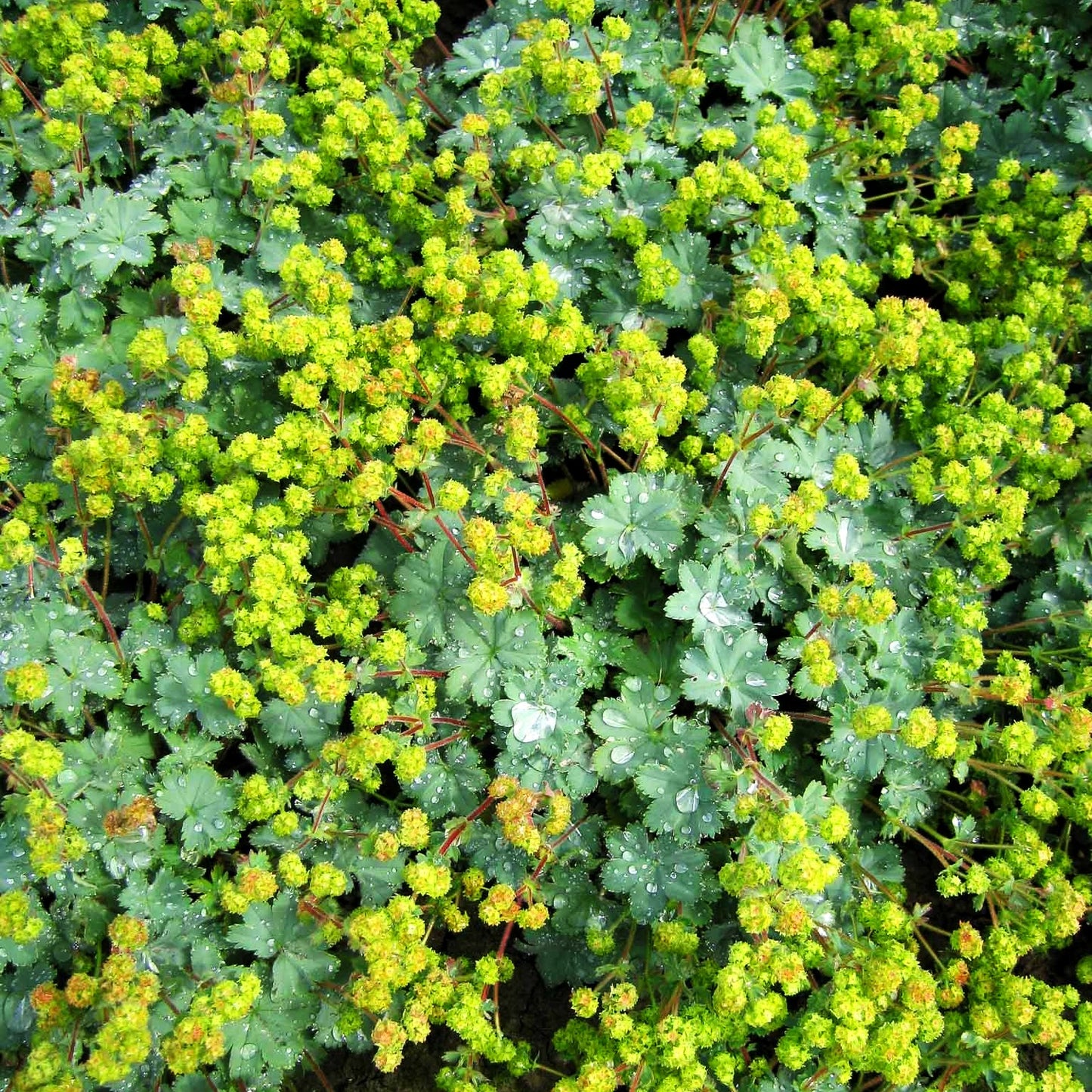 Zwerg-Frauenmantel (Alchemilla erythropoda)
