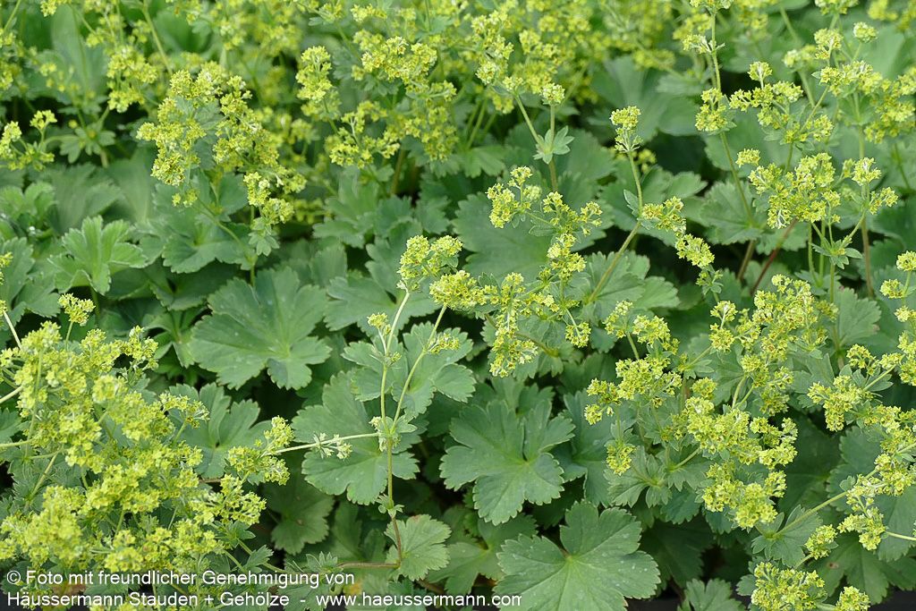 Zwerg-Frauenmantel (Alchemilla erythropoda)