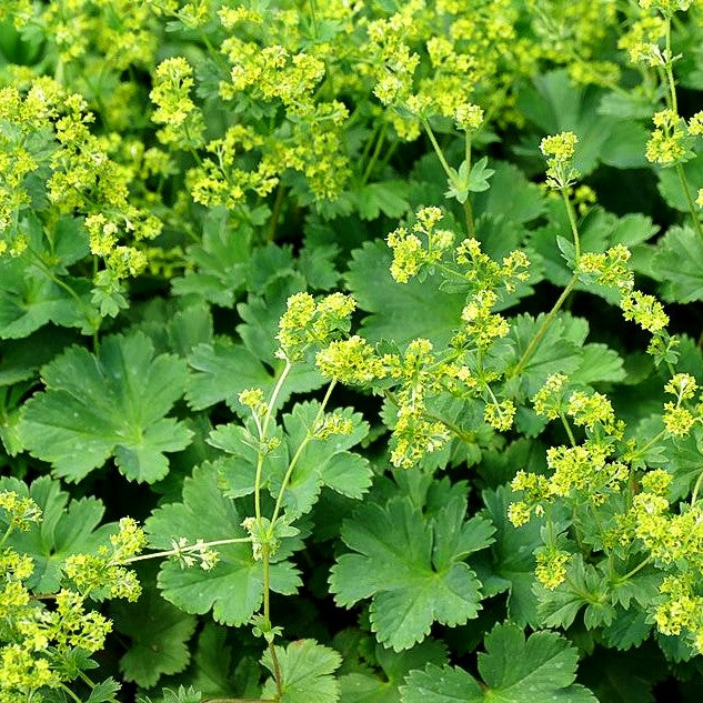 Zwerg-Frauenmantel (Alchemilla erythropoda)
