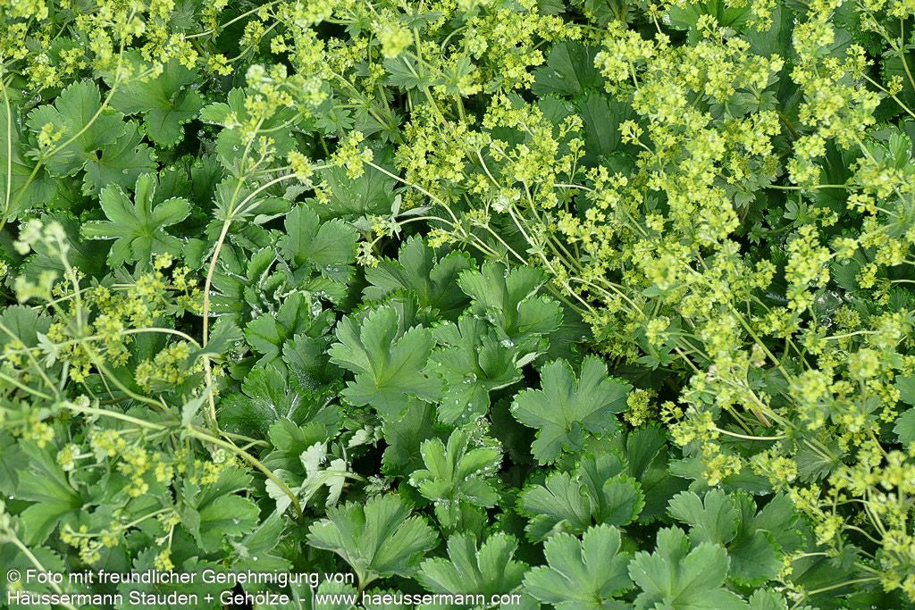 Zwerg-Frauenmantel (Alchemilla erythropoda)