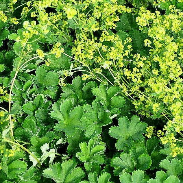 Zwerg-Frauenmantel (Alchemilla erythropoda)