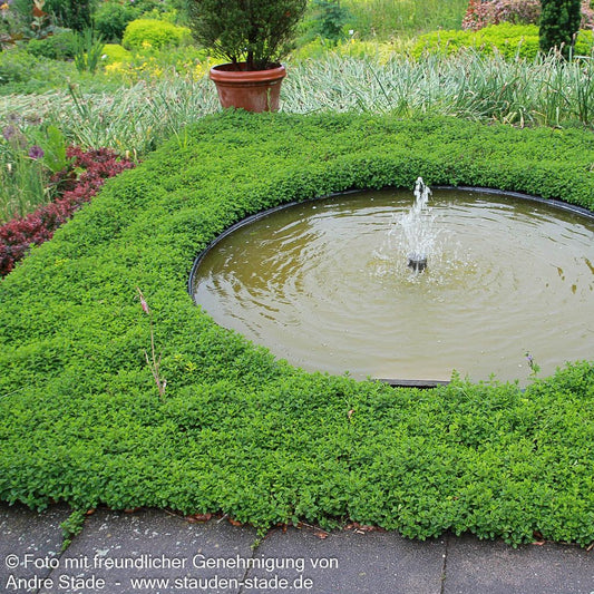 Zwerg-Gamander 'Nanum' (Teucrium chamaedrys)
