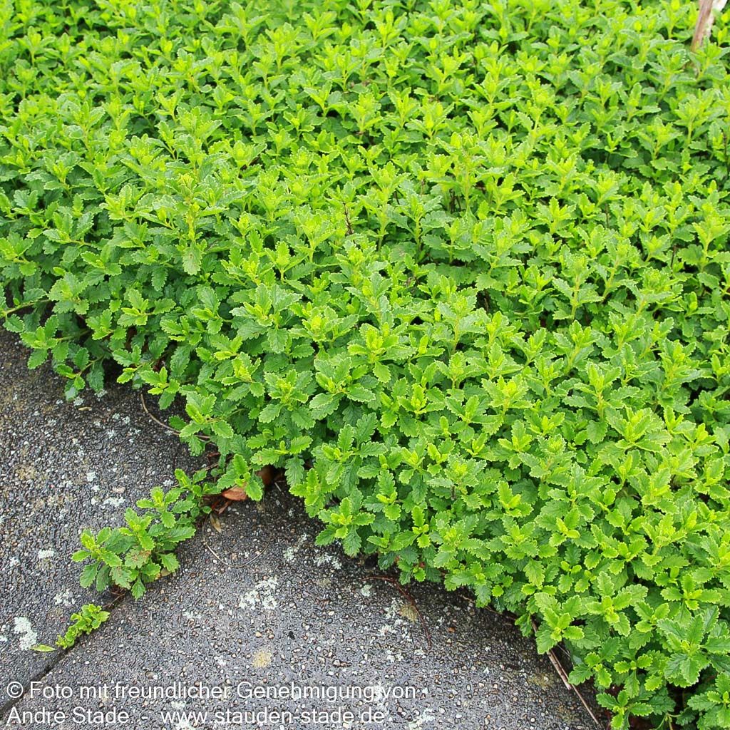 Zwerg-Gamander 'Nanum' (Teucrium chamaedrys)
