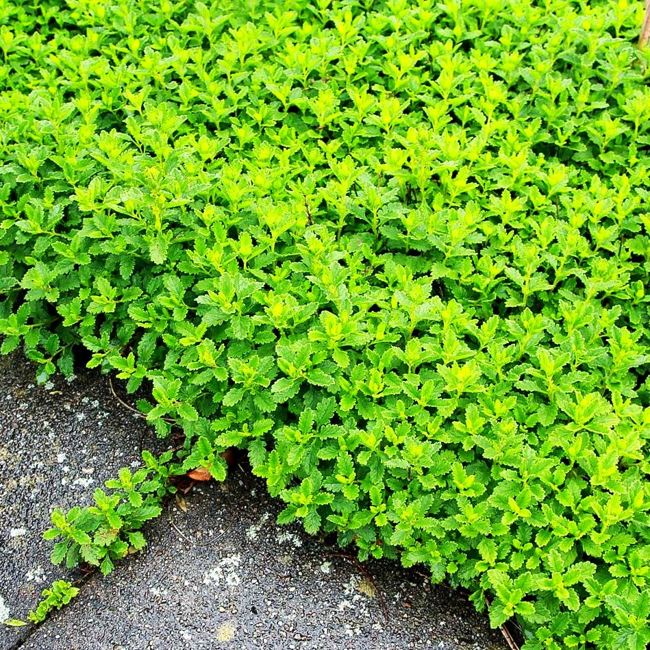 Zwerg-Gamander 'Nanum' (Teucrium chamaedrys)