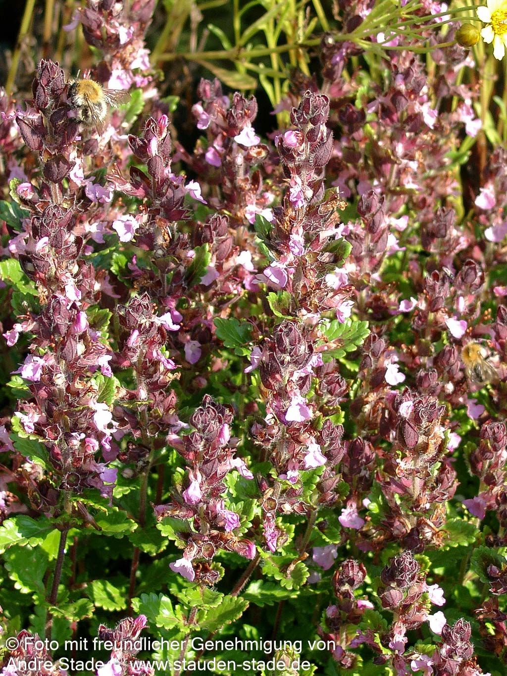 Zwerg-Gamander 'Nanum' (Teucrium chamaedrys)