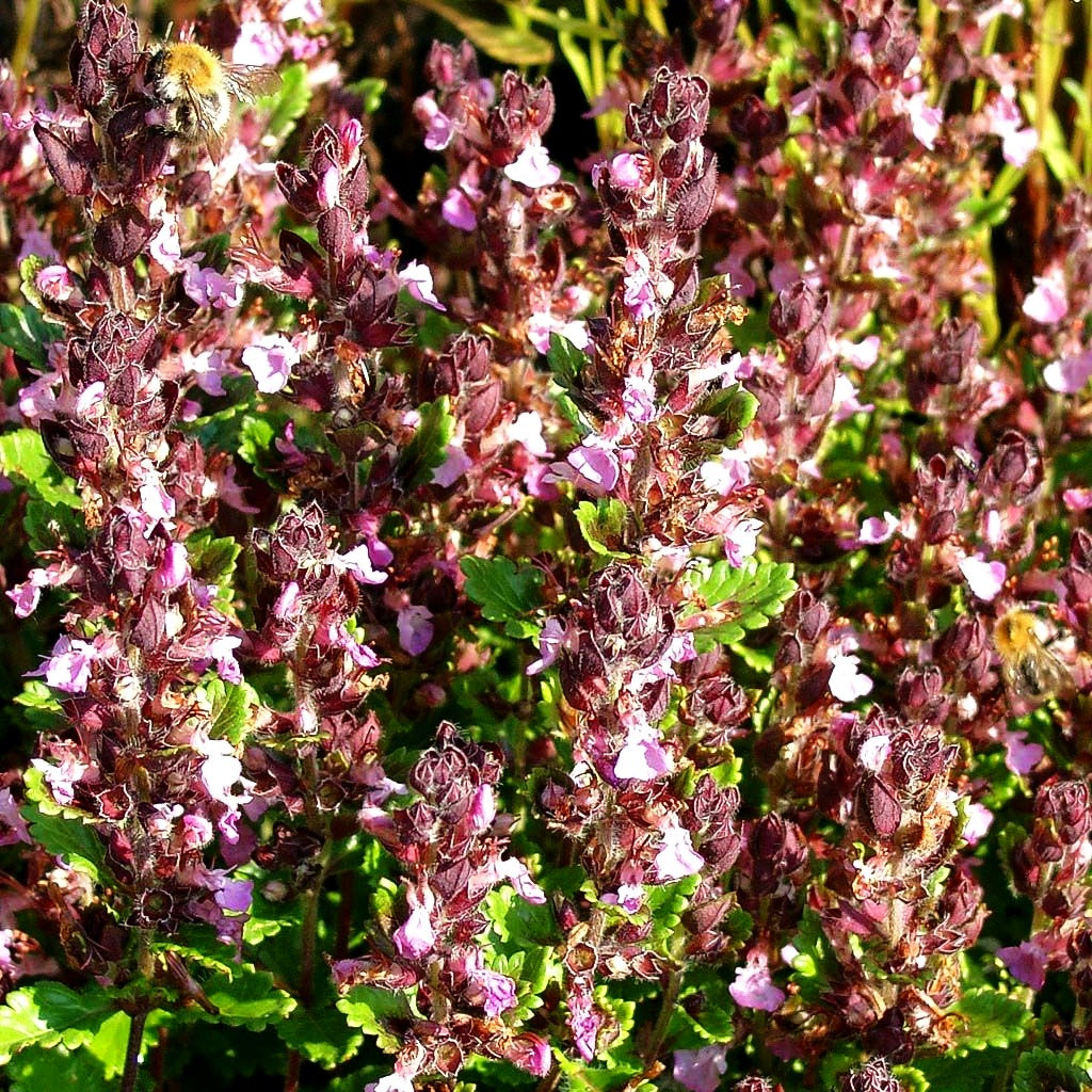 Zwerg-Gamander 'Nanum' (Teucrium chamaedrys)