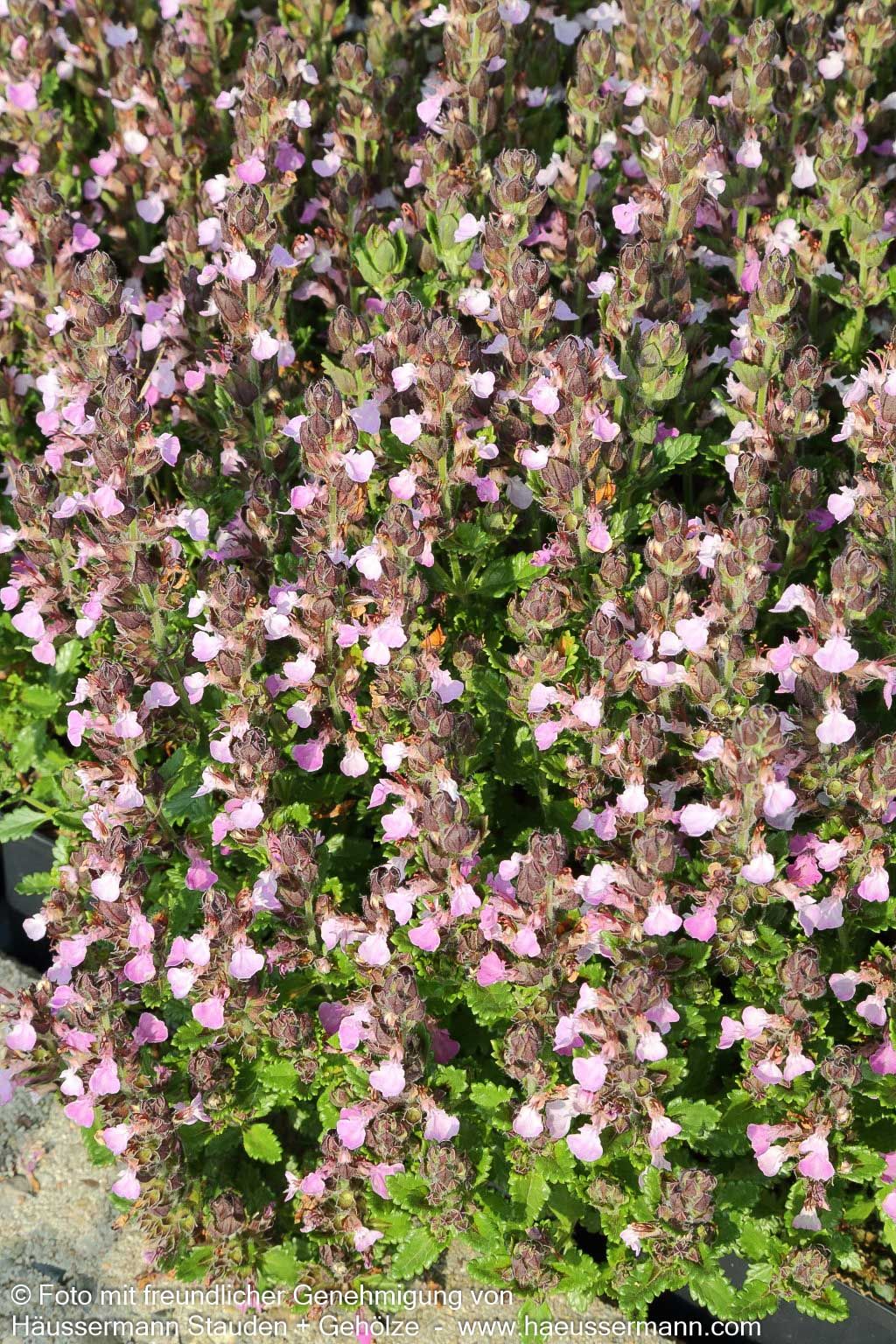 Zwerg-Gamander 'Nanum' (Teucrium chamaedrys)