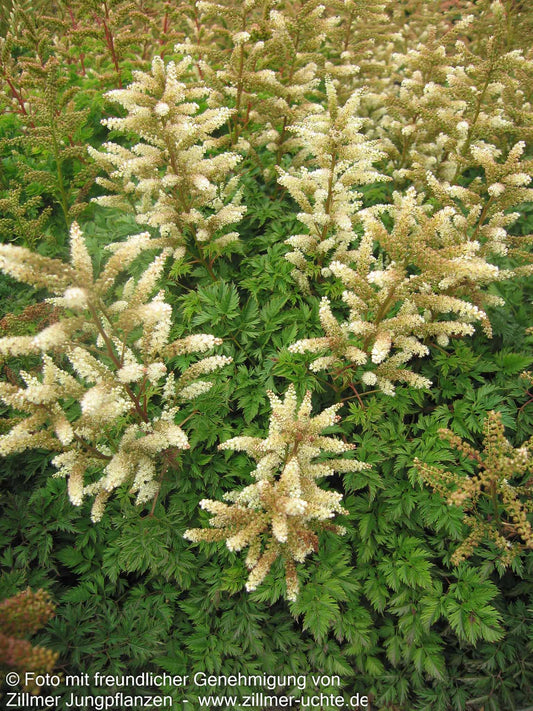Zwerg-Geißbart (Aruncus aethusifolius)