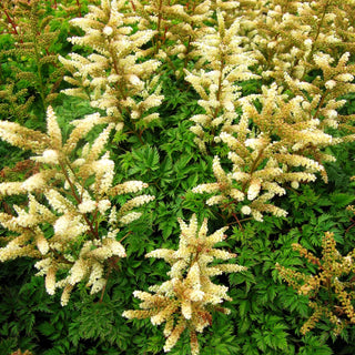 Zwerg-Geißbart (Aruncus aethusifolius)