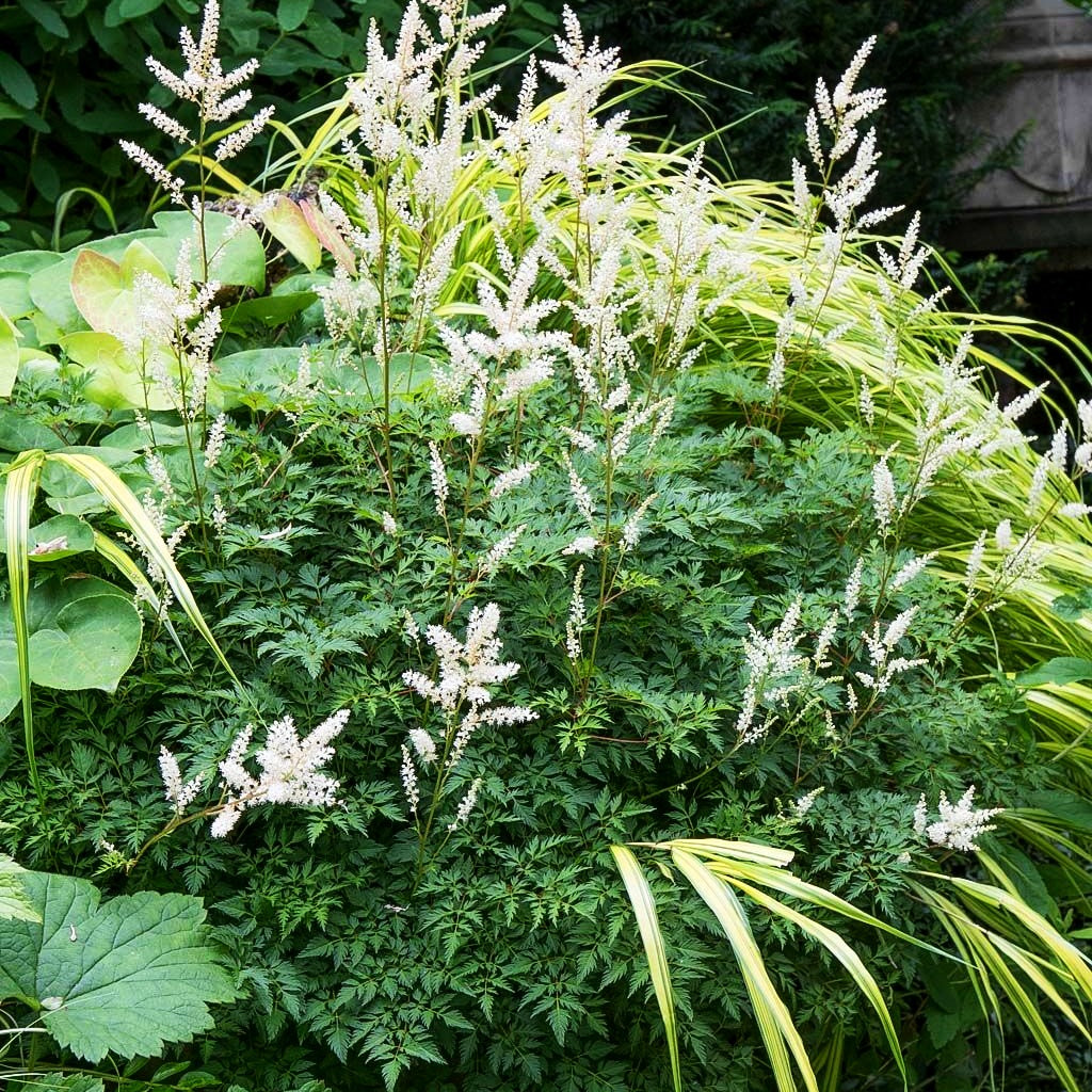 Zwerg-Geißbart (Aruncus aethusifolius)