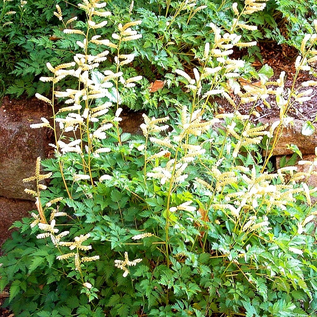 Zwerg-Geißbart (Aruncus aethusifolius)