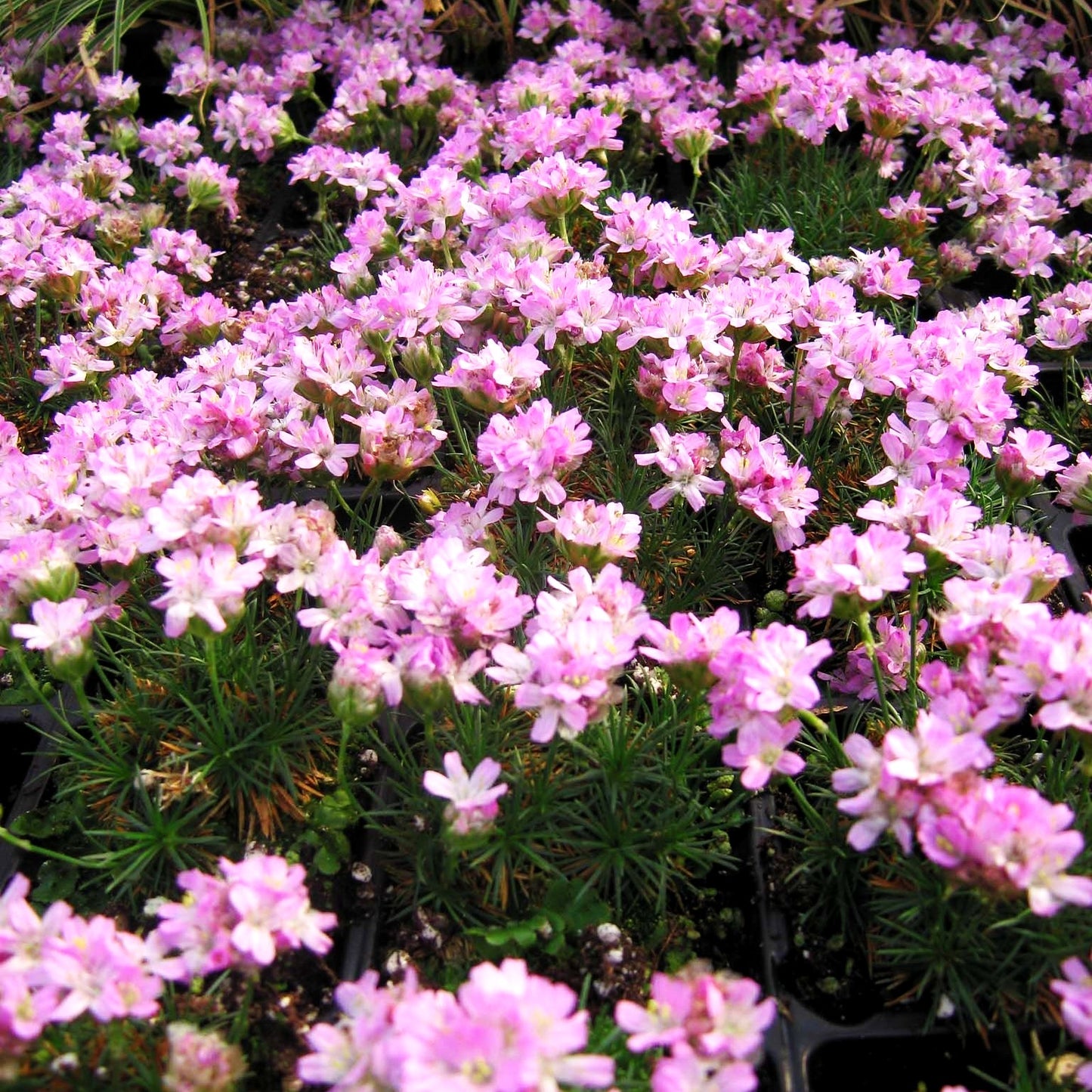 Zwerg-Grasnelke (Armeria caespitosa)