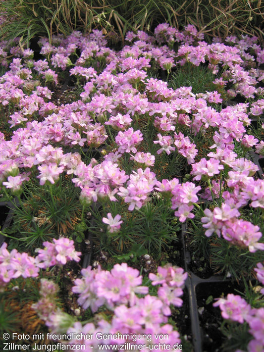 Zwerg-Grasnelke (Armeria caespitosa)