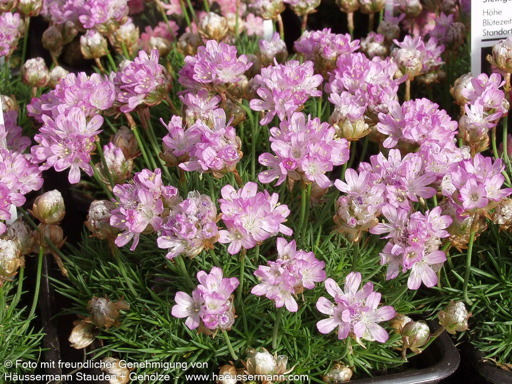 Zwerg-Grasnelke (Armeria caespitosa)