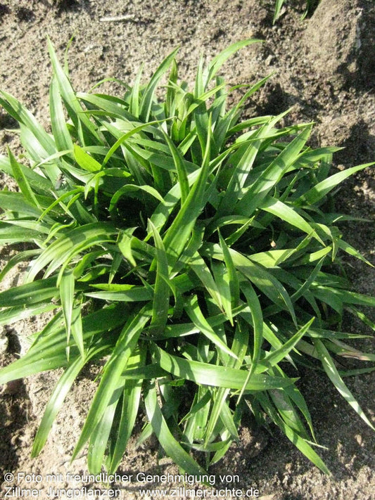 Zwerg-Haar-Marbel 'Igel' (Luzula pilosa)