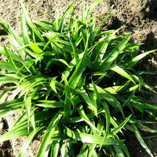 Zwerg-Haar-Marbel 'Igel' (Luzula pilosa)