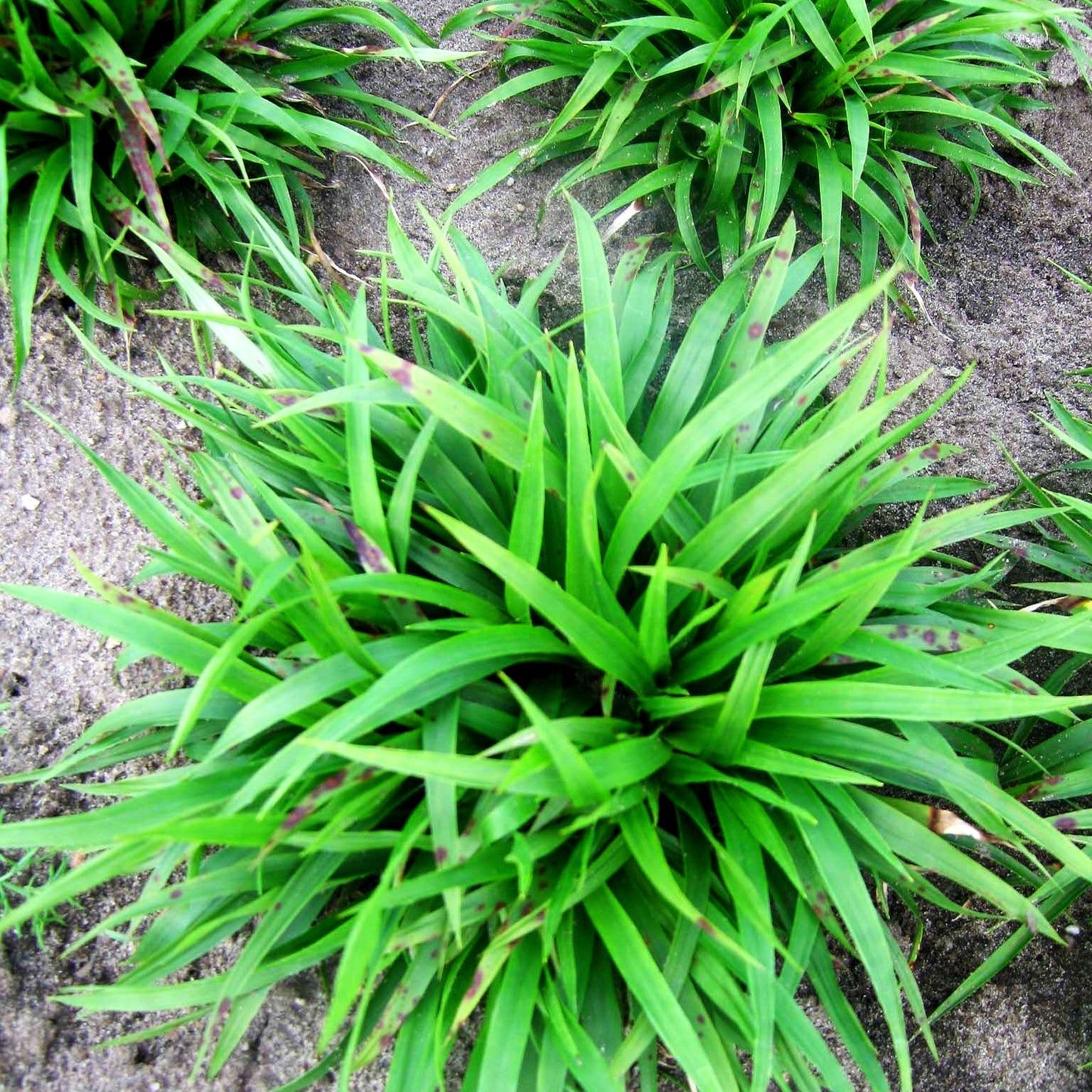 Zwerg-Haar-Marbel 'Igel' (Luzula pilosa)