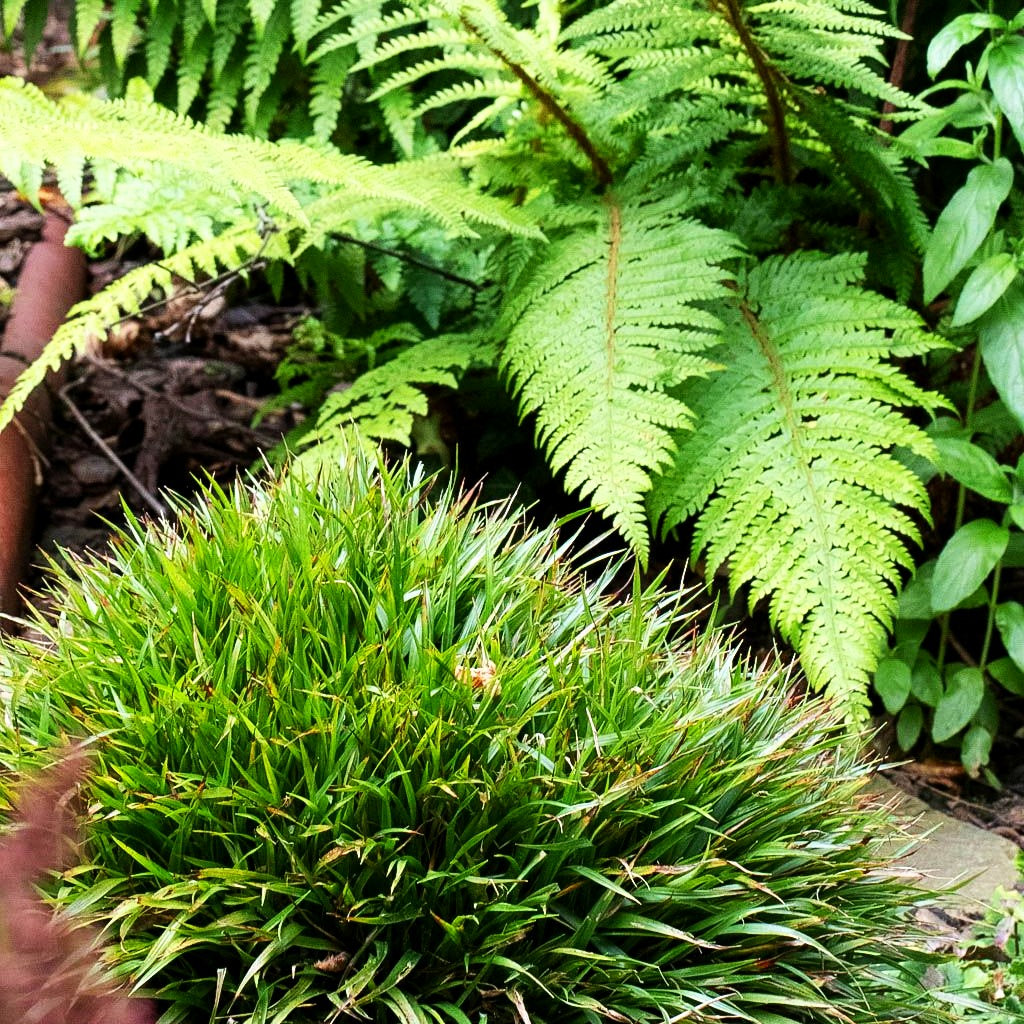 Zwerg-Haar-Marbel 'Igel' (Luzula pilosa)